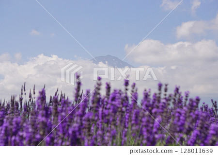 富士山和薰衣草 128011639