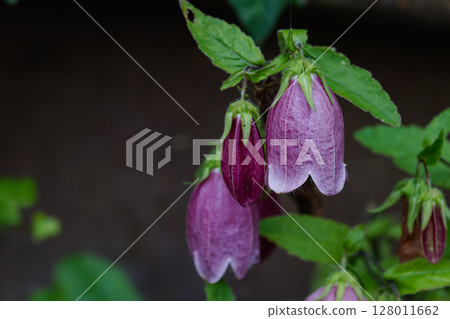 紫色風鈴草 01 紫色風鈴草 01 128011662