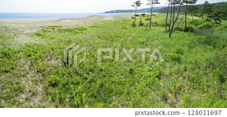 青森縣 開花大須賀海岸、種差海岸、八戶市 128011697