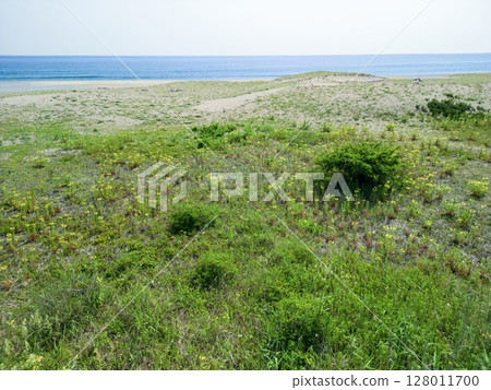 青森縣 開花大須賀海岸、種差海岸、八戶市 128011700