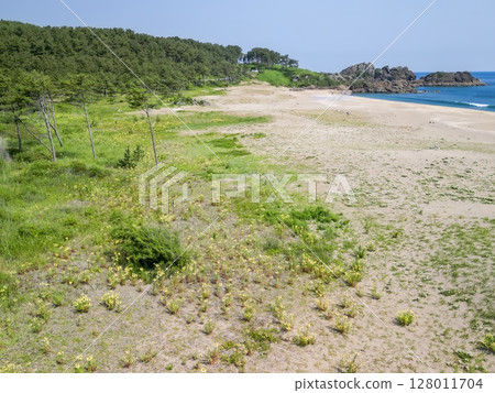 青森縣 開花大須賀海岸、種差海岸、八戶市 128011704