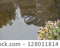 Koi and flowers reflected on the water surface - Spring scenery in Japan 128011814