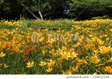 浪漫的茨城(萱草的花期只有一天,但會長出許多花蕾。)古河市那不勒斯公園 浪漫的茨城(萱草的花期只有一天,但會長出許多花蕾。)古河市那不勒斯公園 128012248