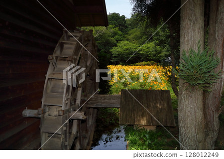 浪漫的茨城(水磨坊外盛開的萱草花海,宛如童話故事裡的場景。)古河市那不勒斯公園 浪漫的茨城(水磨坊外盛開的萱草花海,宛如童話故事裡的場景。)古河市那不勒斯公園 128012249
