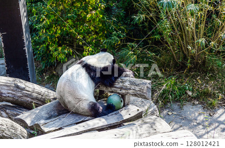 A cute panda sleeps on a tree during the day A cute panda sleeps on a tree during the day 128012421