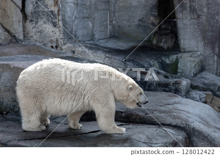 A large polar bear stands on rocks 128012422