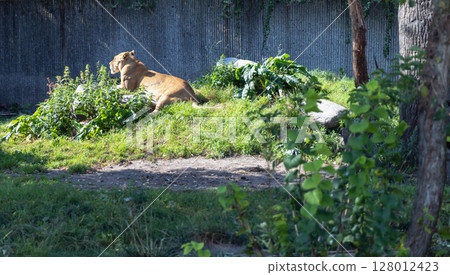 A lion lies and rests on the grass A lion lies and rests on the grass 128012423