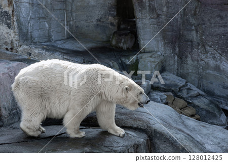 A large polar bear stands on rocks A large polar bear stands on rocks 128012425