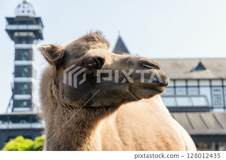 One two humped camel stands and looks forward One two humped camel stands and looks forward 128012435