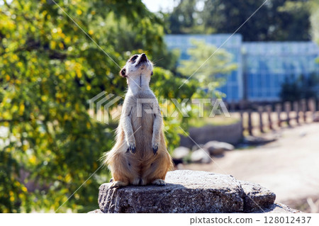 Meerkat or suricate sits on its hind legs and looks into the distance 128012437
