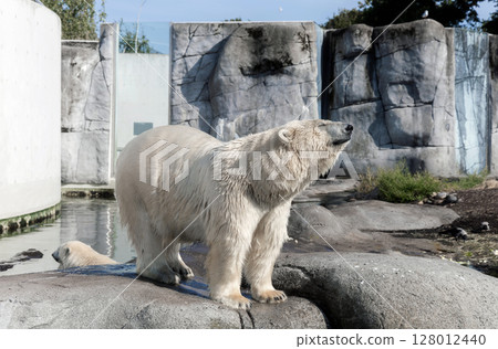 A large polar bear stands on rocks A large polar bear stands on rocks 128012440