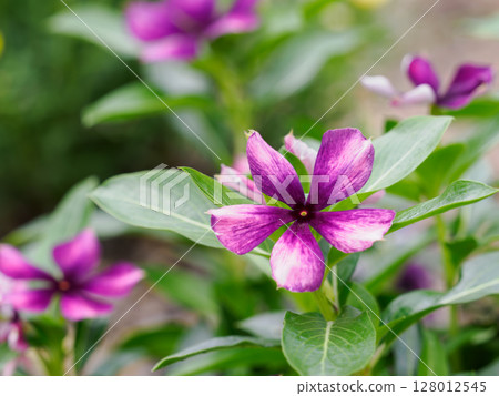 Madagascar periwinkle in a flowerbed in early summer 128012545