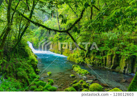 (Kumamoto Prefecture) Kikuchi Valley, Reimei Falls (downstream) 128012603