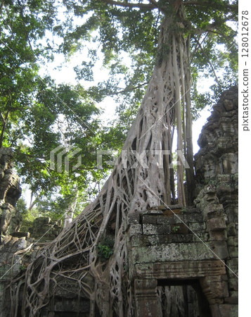 Banyan tree standing alongside the Ta Prohm ruins Banyan tree standing alongside the Ta Prohm ruins 128012678