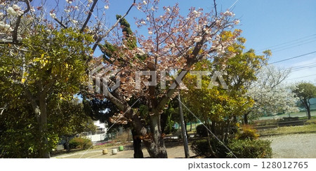 Yaezakura, which blooms late in cherry blossoms, is in full bloom Yaezakura, which blooms late in cherry blossoms, is in full bloom 128012765
