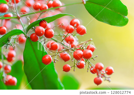 冬季色彩：紅色成熟的南天莓果 128012774