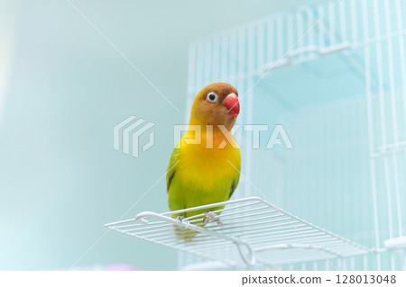 按鈕軟木塞 128013048