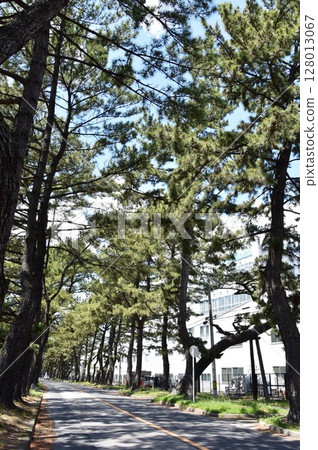愛知縣知立市的松樹與藍天 128013067