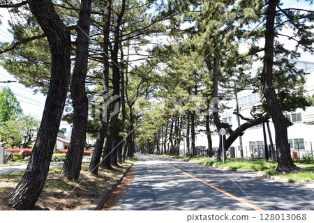 Pine trees and blue sky in Chiryu, Aichi Prefecture Pine trees and blue sky in Chiryu, Aichi Prefecture 128013068