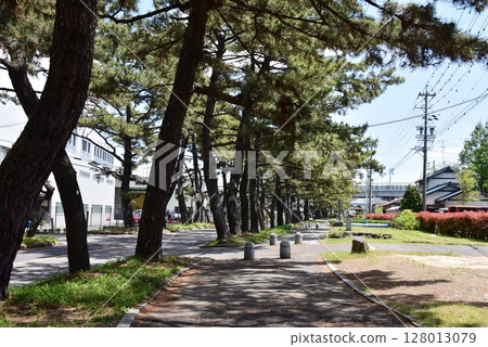 愛知縣、知立市、松樹成蔭的街道、牛田地區、小徑和街景 128013079