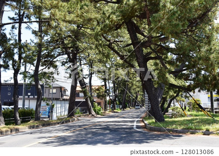 Pine tree lined streets and townscape of Chiryu, Aichi Prefecture Pine tree lined streets and townscape of Chiryu, Aichi Prefecture 128013086