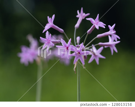 Deep pink tulbagia flower 128013158