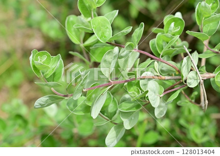 Hamago (Lamiaceae) Evergreen small shrub Hamago (Lamiaceae) Evergreen small shrub 128013404
