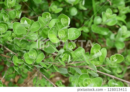 Hamago (Lamiaceae) Evergreen small shrub Hamago (Lamiaceae) Evergreen small shrub 128013411