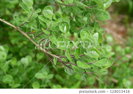 唇形科 (唇形科) 常綠小灌木 128013416