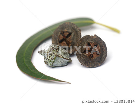 Dried eucalyptus fruits gumnuts and green eucalipto leaves on white background Dried eucalyptus fruits gumnuts and green eucalipto leaves on white background 128013814