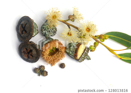 Organic eucalyptus branch with flowers and seeds isolated on white Organic eucalyptus branch with flowers and seeds isolated on white 128013816