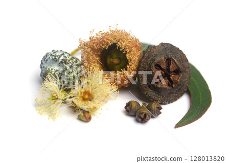 Closeup of blossoming eucalyptus. Flowers, seeds and leaves Closeup of blossoming eucalyptus. Flowers, seeds and leaves 128013820