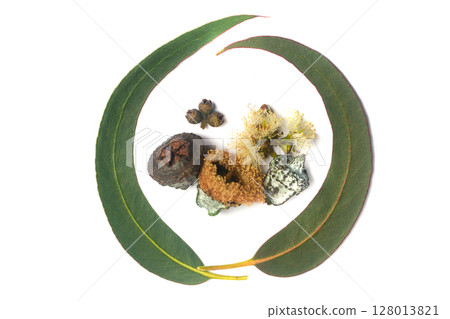 Top view of eucalyptus fruits gumnuts, flower and green eucalipto leaves on white background Top view of eucalyptus fruits gumnuts, flower and green eucalipto leaves on white background 128013821