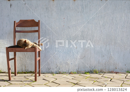 Cat Resting on Brown Wooden Chair Against a White Wall Background Outdoors Cat Resting on Brown Wooden Chair Against a White Wall Background Outdoors 128013824