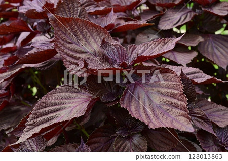 Perilla arbutifolia (Lamiaceae) Annual plant Perilla arbutifolia (Lamiaceae) Annual plant 128013863
