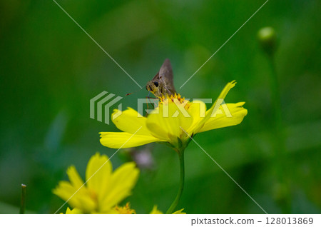 Yellow flowers and butterflies | Yellow cosmos and skipper butterfly Yellow flowers and butterflies | Yellow cosmos and skipper butterfly 128013869