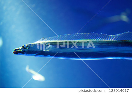 帶魚 帶魚 128014017