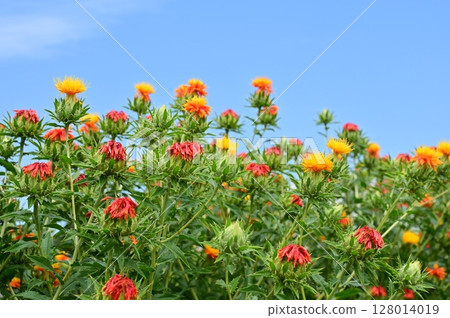 紅花（菊科）花田 128014019