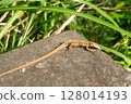 A common Japanese lizard basking in the sun 128014193
