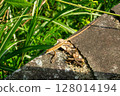 A common Japanese lizard basking in the sun 128014194