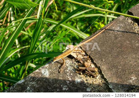 一隻普通的日本蜥蜴正在曬太陽 一隻普通的日本蜥蜴正在曬太陽 128014194