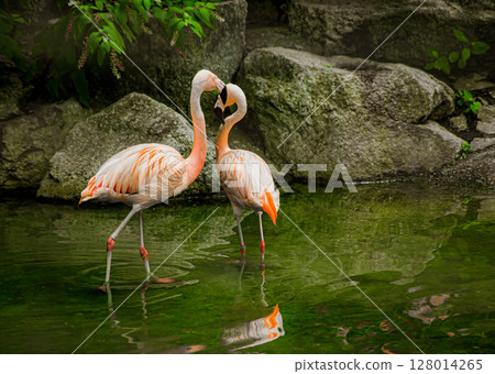 Two flamingos making a heart shape Two flamingos making a heart shape 128014265