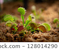 Venus flytrap (Venus flytrap) 128014290