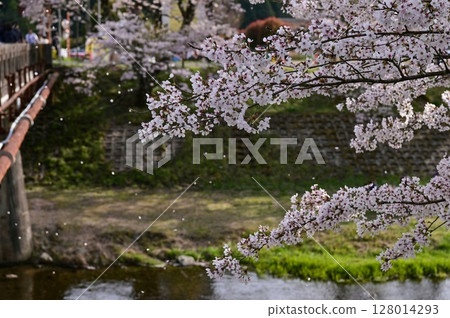 [Shiga] Ayukawa Senbonzakura and the beautiful clear stream The rows of cherry blossom trees blooming along the Ugui River were very pretty. 128014293
