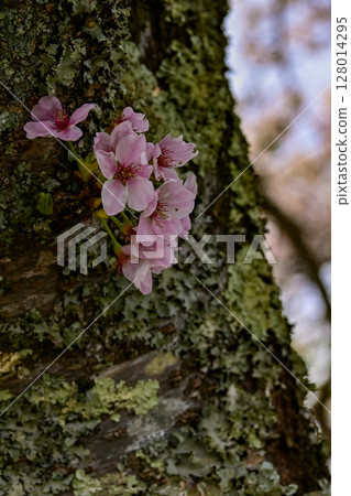 [Shiga] Ayukawa Senbonzakura and the beautiful clear stream The rows of cherry blossom trees blooming along the Ugui River were very pretty. 128014295