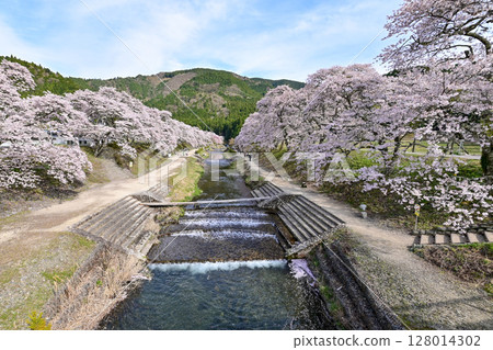 [Shiga] Ayukawa Senbonzakura and the beautiful clear stream The rows of cherry blossom trees blooming along the Ugui River were very pretty. 128014302