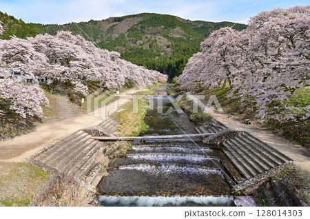 【滋賀】鮎川千本櫻與美麗的清澈溪流 沿著鵜鶘盛開的櫻花樹成排盛開，非常美麗。 128014303