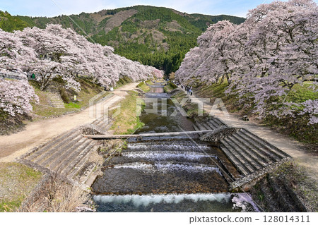 [Shiga] Ayukawa Senbonzakura and the beautiful clear stream The rows of cherry blossom trees blooming along the Ugui River were very pretty. 128014311