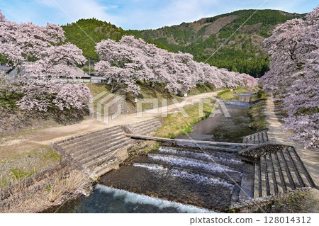 [Shiga] Ayukawa Senbonzakura and the beautiful clear stream The rows of cherry blossom trees blooming along the Ugui River were very pretty. 128014312