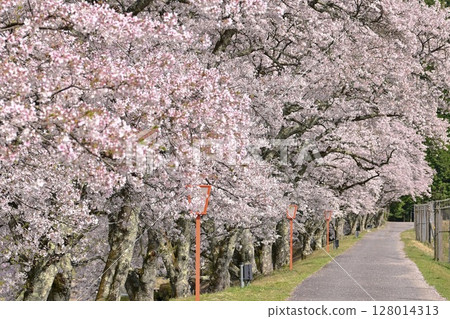 [Shiga] Ayukawa Senbonzakura and the beautiful clear stream The rows of cherry blossom trees blooming along the Ugui River were very pretty. 128014313